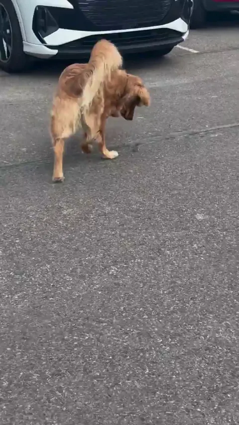 Golden got his lil friend