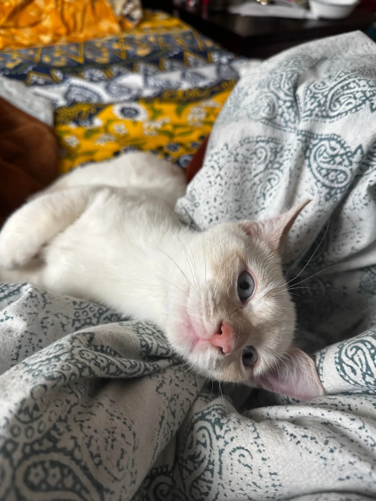 Oct 16 I found my cat next to a garbage can in a black plastic bag with his other 3 siblings. I didn’t know much about cats but I took a shot and honestly it was the best decision. He’s gonna be 1 year old on Oct -16.