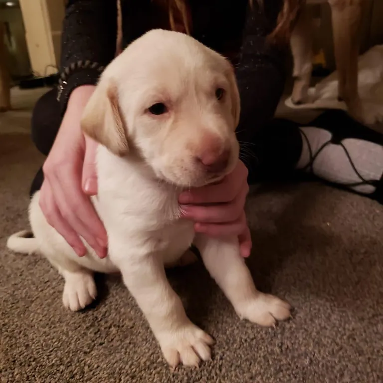 Monty boy is 5 years old. I'm trying to decide if he's still cute 😍