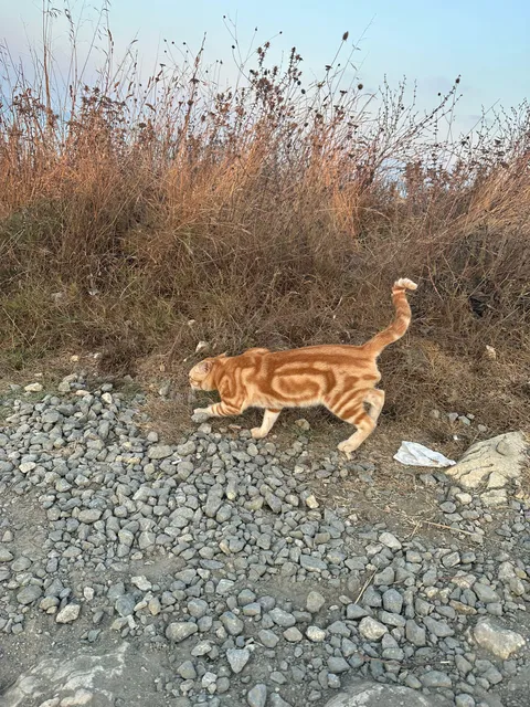 I saw this cat on the street today. Don't you think his wawes are very unique and beautfiul?