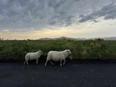 Highlights from Iceland - July 2025