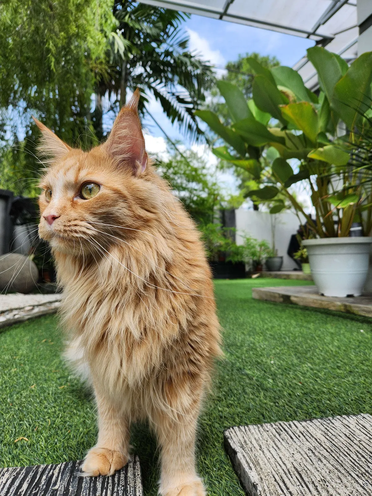 Lost my Orange Queen last week, my other cat and I are struggling.