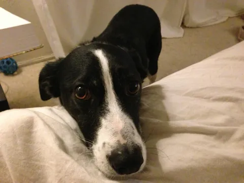 Watch my 20 yo dog slowly turn frosty faced.