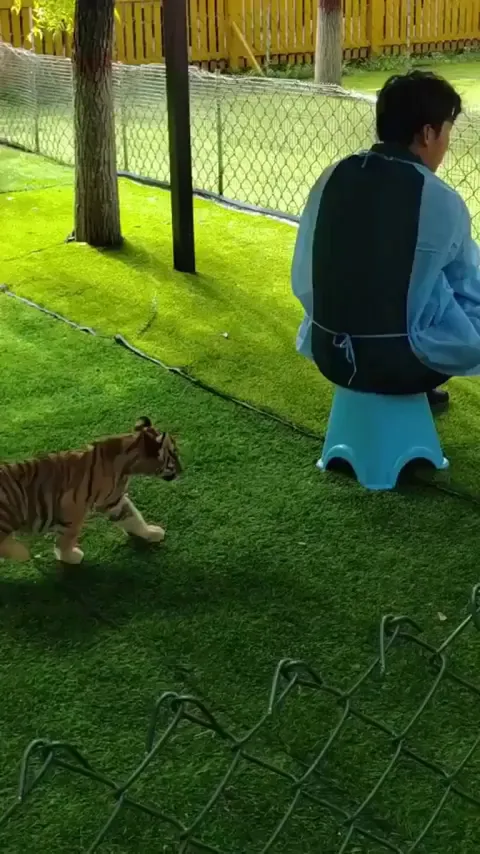Tiny tiger takedown