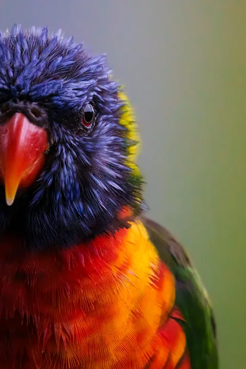 ITAP of an Australian Lorkikeet