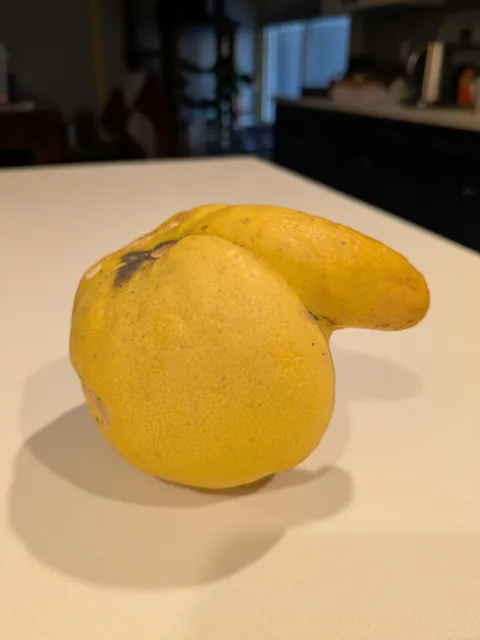 This lemon from my tree looks like it has a nose