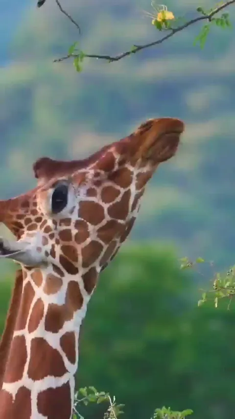 🔥 Giraffe using its long, prehensile tongue to delicately strip flowers and leaves off a thorny acacia tree