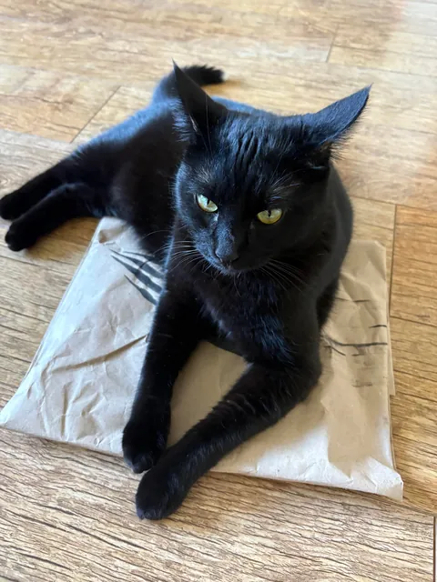 Black nose, black whiskers,  black paws… white tip of tail? 🖤🖤🖤🤍