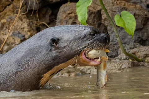 Self Drive Trip along the Transpantaniera Highway in the Brazilian Pantanal