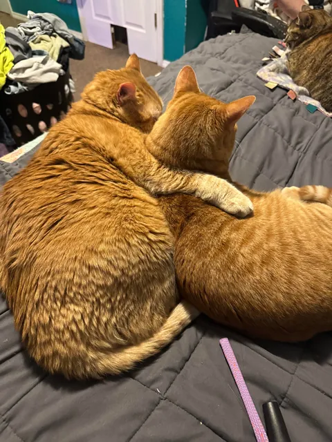 me and my husbands two orange cats (13 &amp; 3) are best buddies