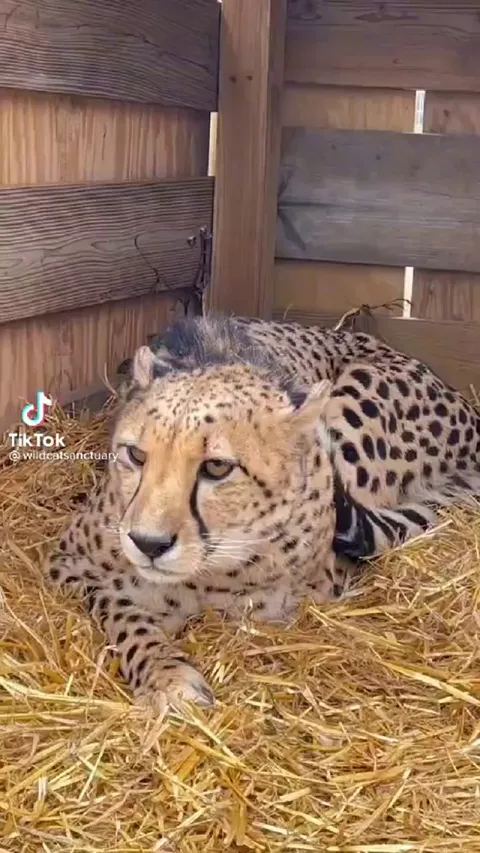 A bond between two brothers, Kitu and Lavani