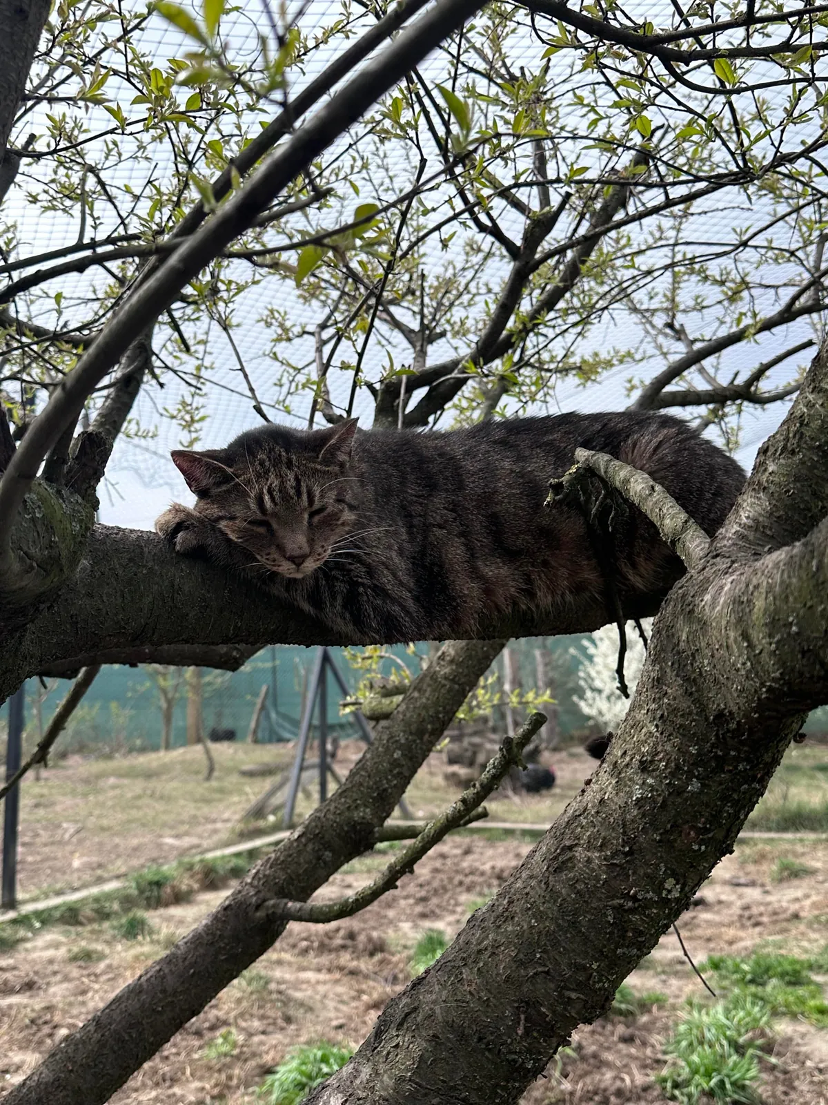 My Sundays are for volunteering at a cat hospice. I think I look forward to it even more than them