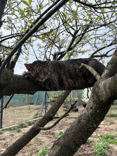 My Sundays are for volunteering at a cat hospice. I think I look forward to it even more than them