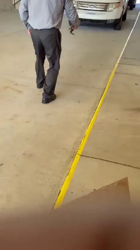 Kind person returning a baby squirrel to its mom