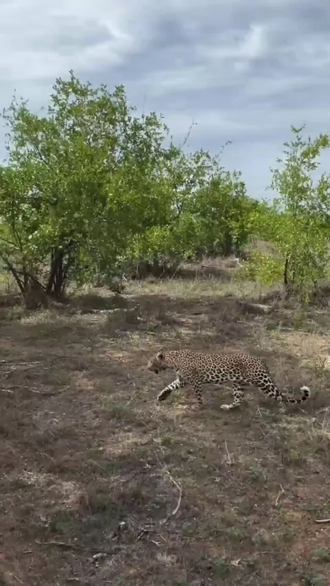 Leopard walks by safari vehicle and pauses in front of the tracker on the jump seat