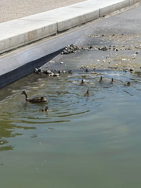 [OC] Ducklings swimming in the half drained reflecting pool in DC