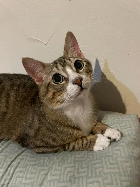 Tribute to my sweet boy. I just want people to know he existed