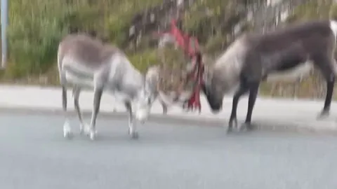 🔥 These 2 young male reindeer (A yearling and a 2 year old) are still to young to participate in the rut, however they hone their skill by sparring with eachother