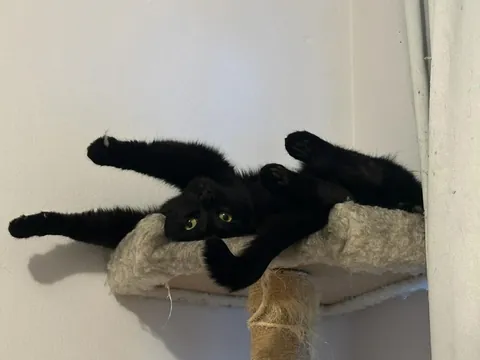 Link relaxing after after yelling at birds