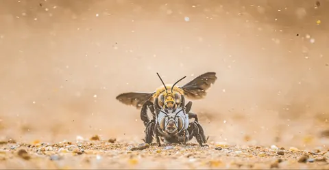 Male Dawson's burrowing bees, one of the largest bees in the world, will frenzy-kill each other until there are only a few lucky ones left to mate with the female bees. The violence is so severe that even some of the female bees will be accidentally killed.