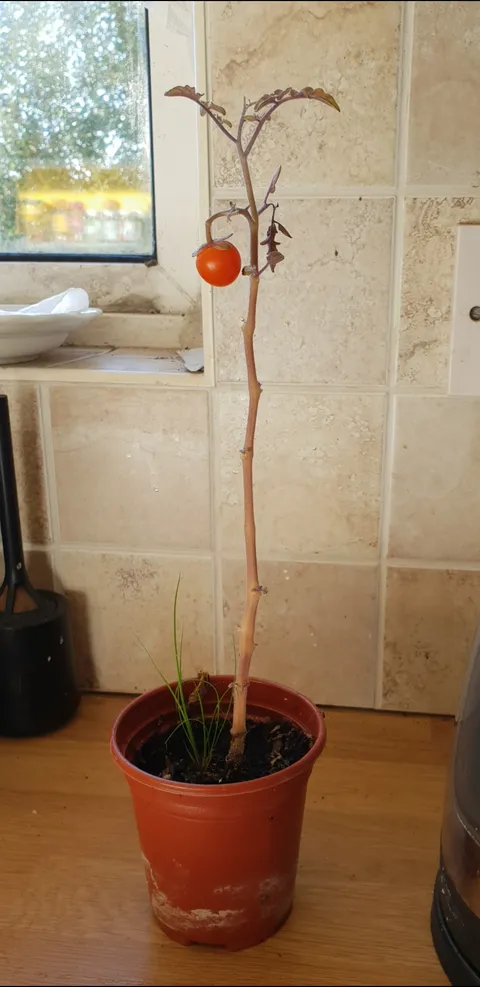 When you forget about a tomato plant you planted and it tries its best.