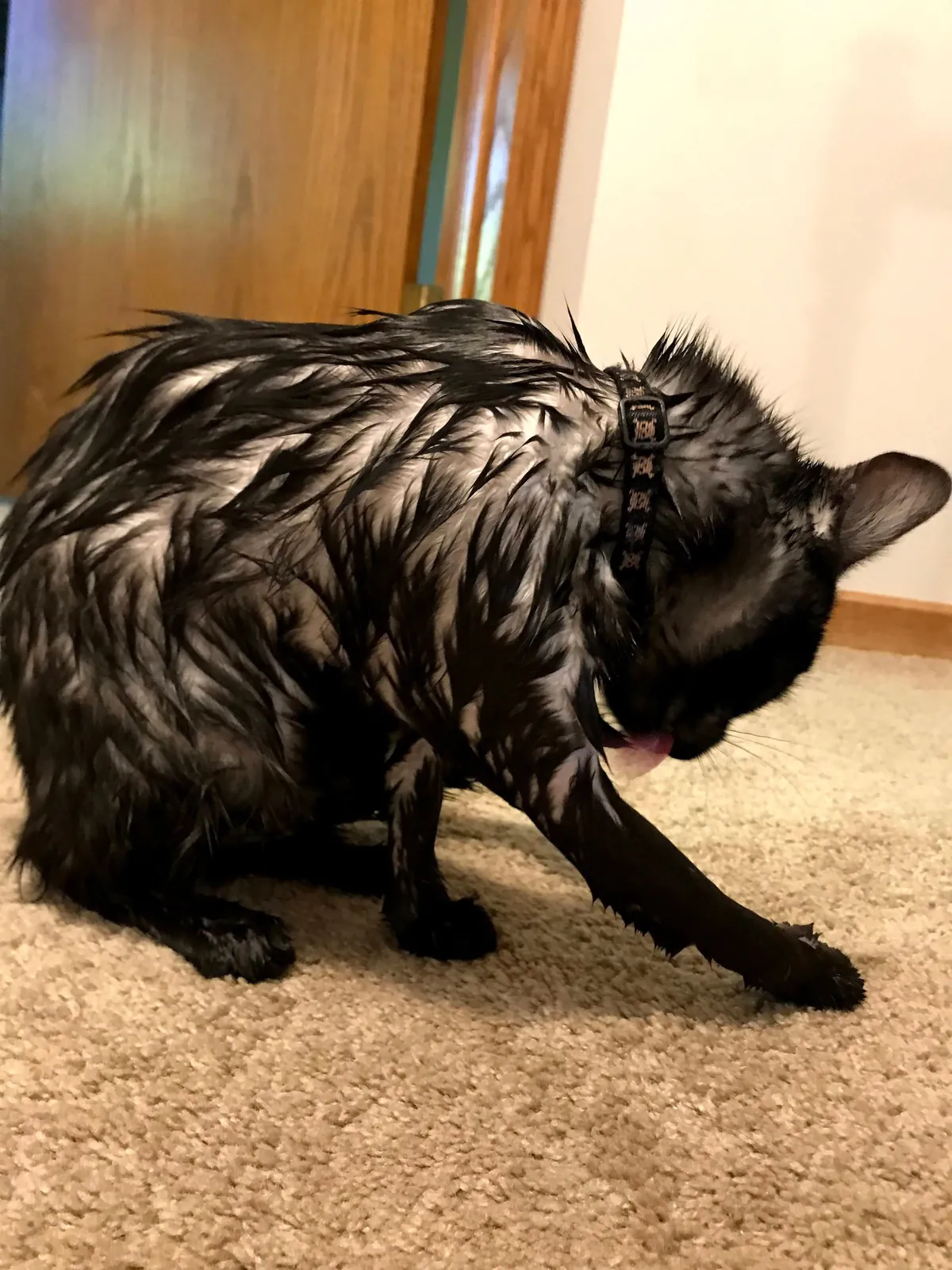 Juju - white cat disguised as a void??