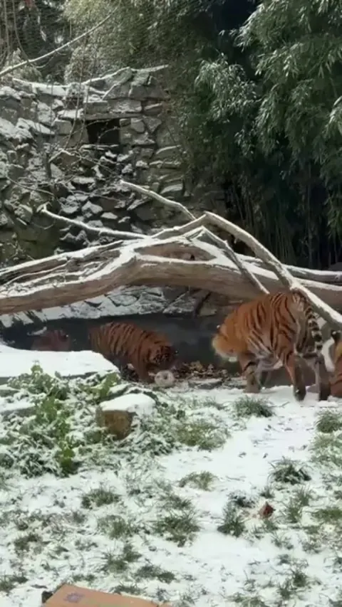 They act like house Cats