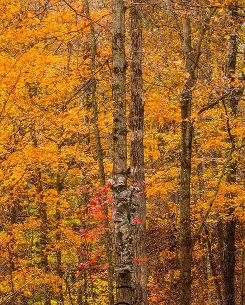 The effectiveness of camouflage 