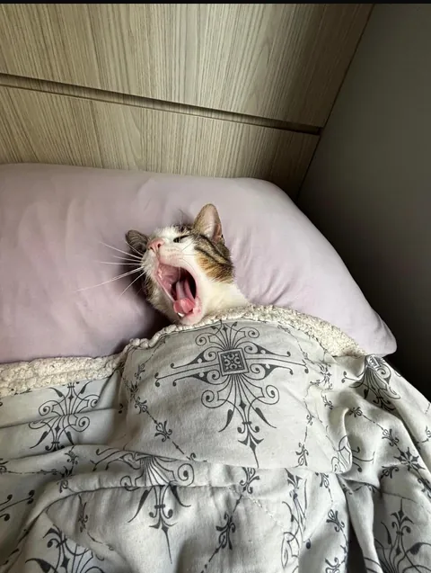 love my cat but he is dumb
