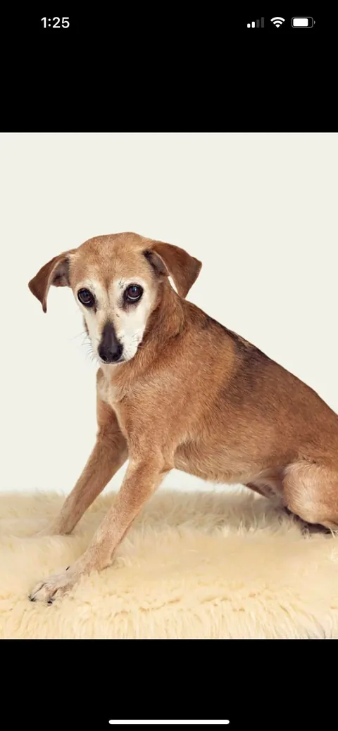 Senior doggo’s model moment