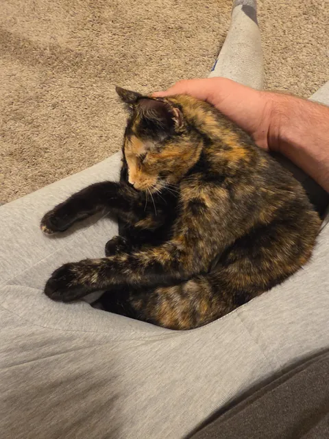 Neighbors kitten decided to run away to my house to say hi 😎