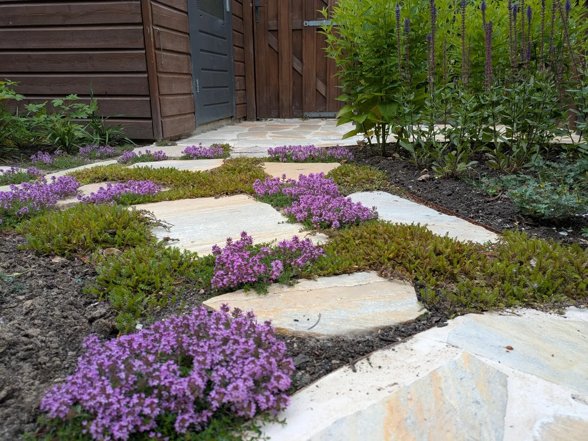 The first season of my flower garden