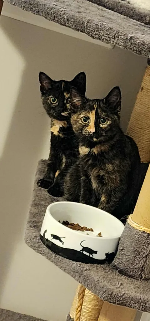 Kittens found on highway in a box, we adopted them both.