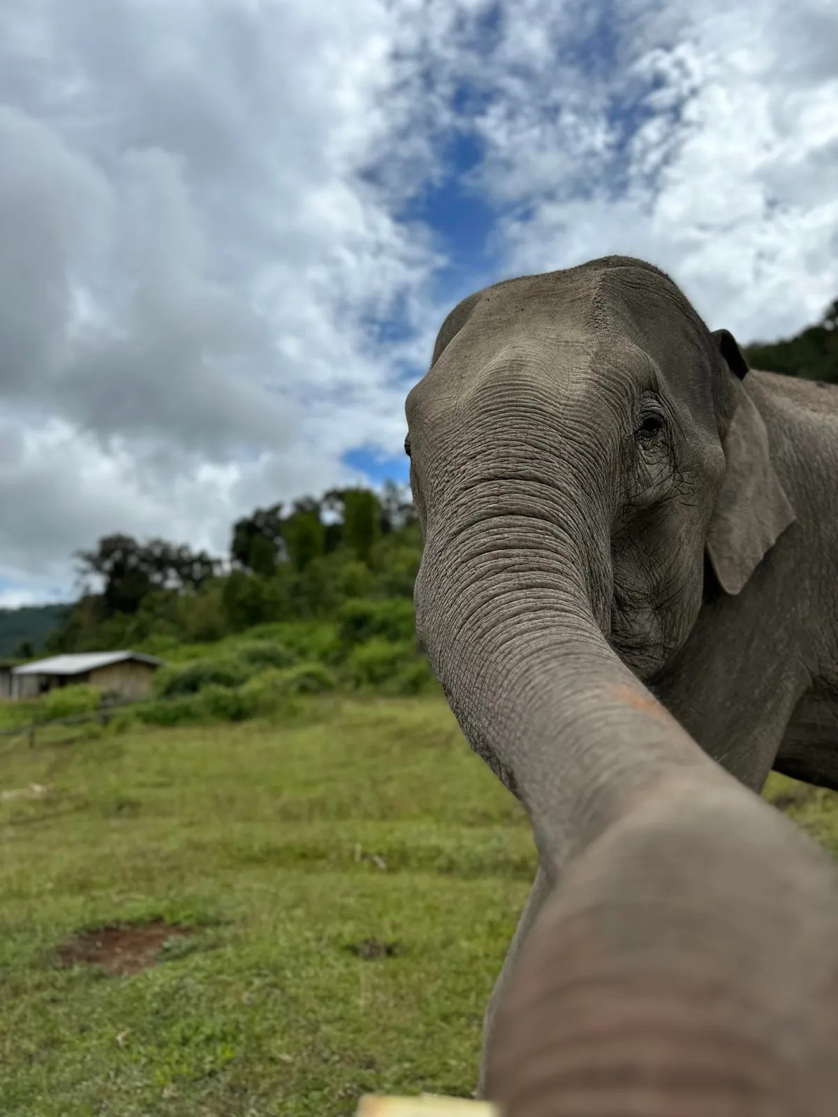 5 Days in Chiang Mai reflection. Slower Pace + Crisp Air + omg Khao Soi (curry noodle soup)