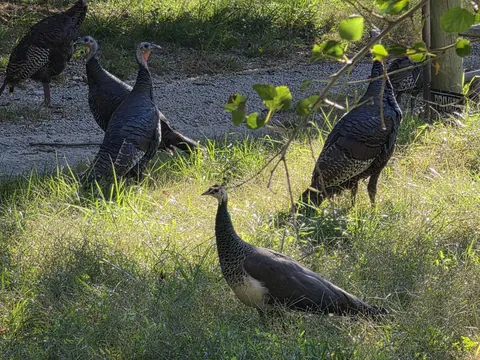 Peacock joins local wild turkey flock. Turkeys are suspicious of weird burd.
