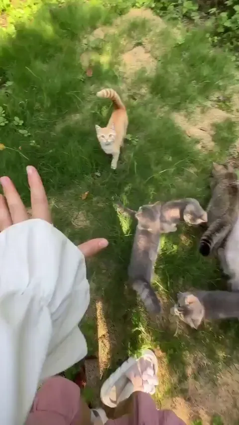 Cat distribution system spawn point