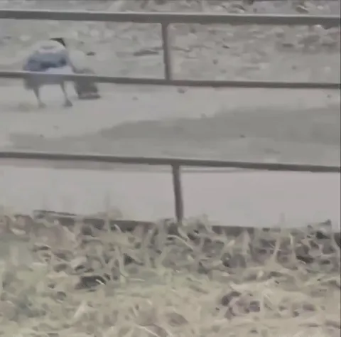 🔥 Crow bothering the rat for no good reason