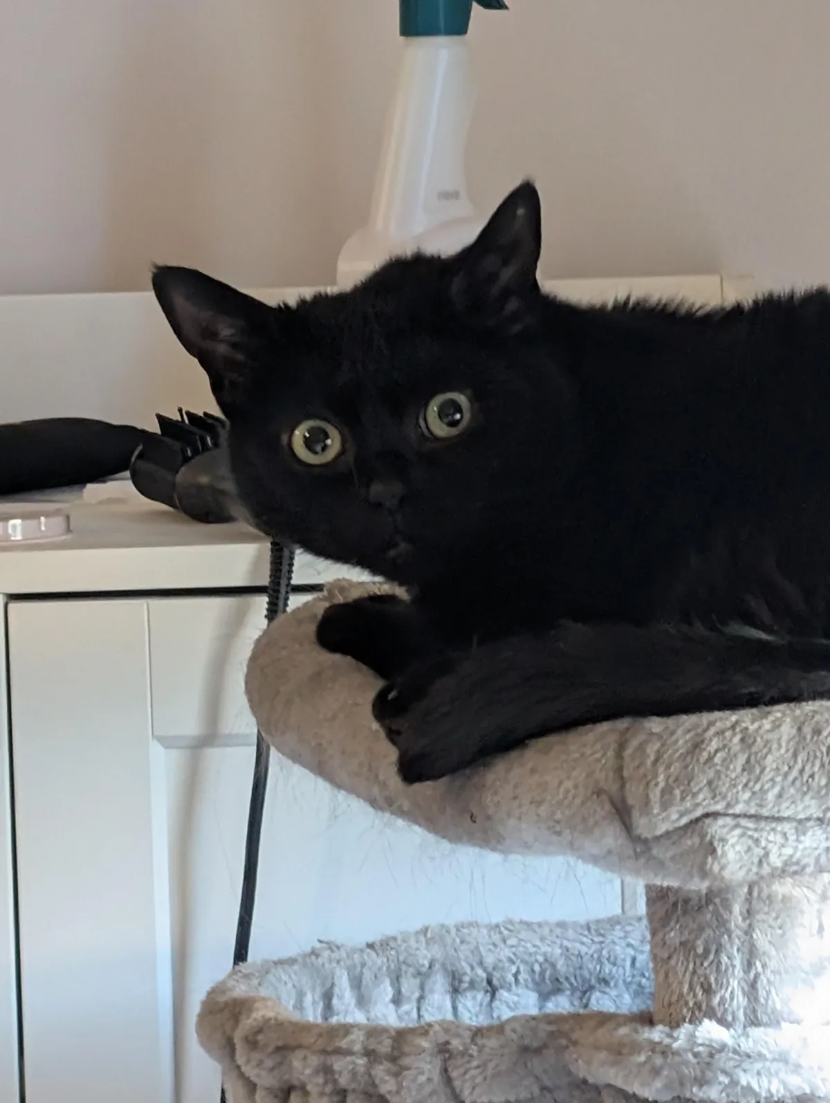 Had to say goodbye to Luna today. Thought I would share some photos from her 6 years on the earth