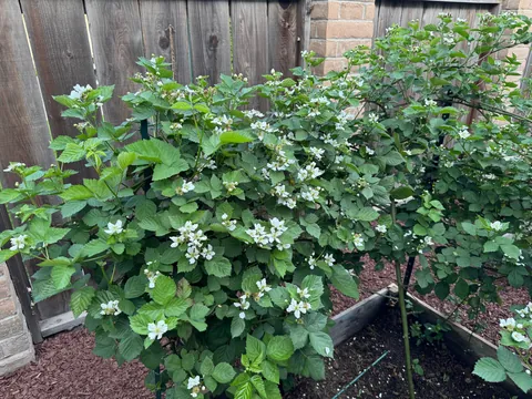 My blackberry harvest this season!