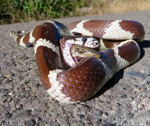 Alligator lizard fighting back from inside the belly of a Kingsnake 