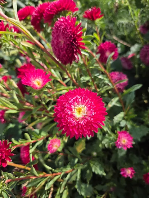 Late summer in the garden
