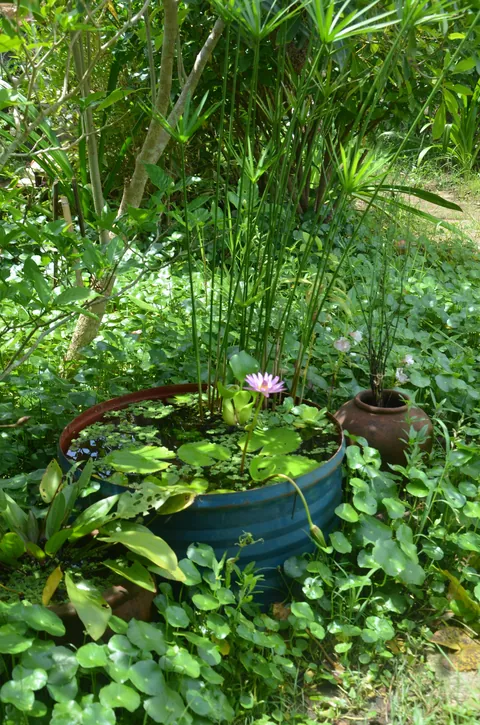 I just adore this sweet little corner of my garden