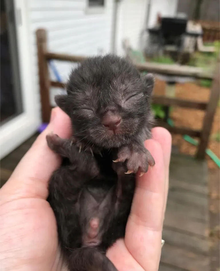 Baby Franklin found in a dumpster.