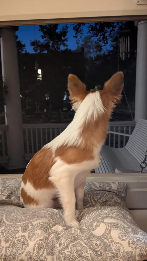 Ladies and gentlemen and all, meet Maxine. Our new 3ish month old Corgi-Chihuahua mix.