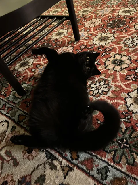 The perfect creature doesn’t exi-