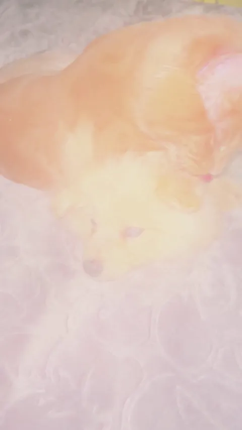 Follow-up to my “I got my cat a puppy” post ❤️