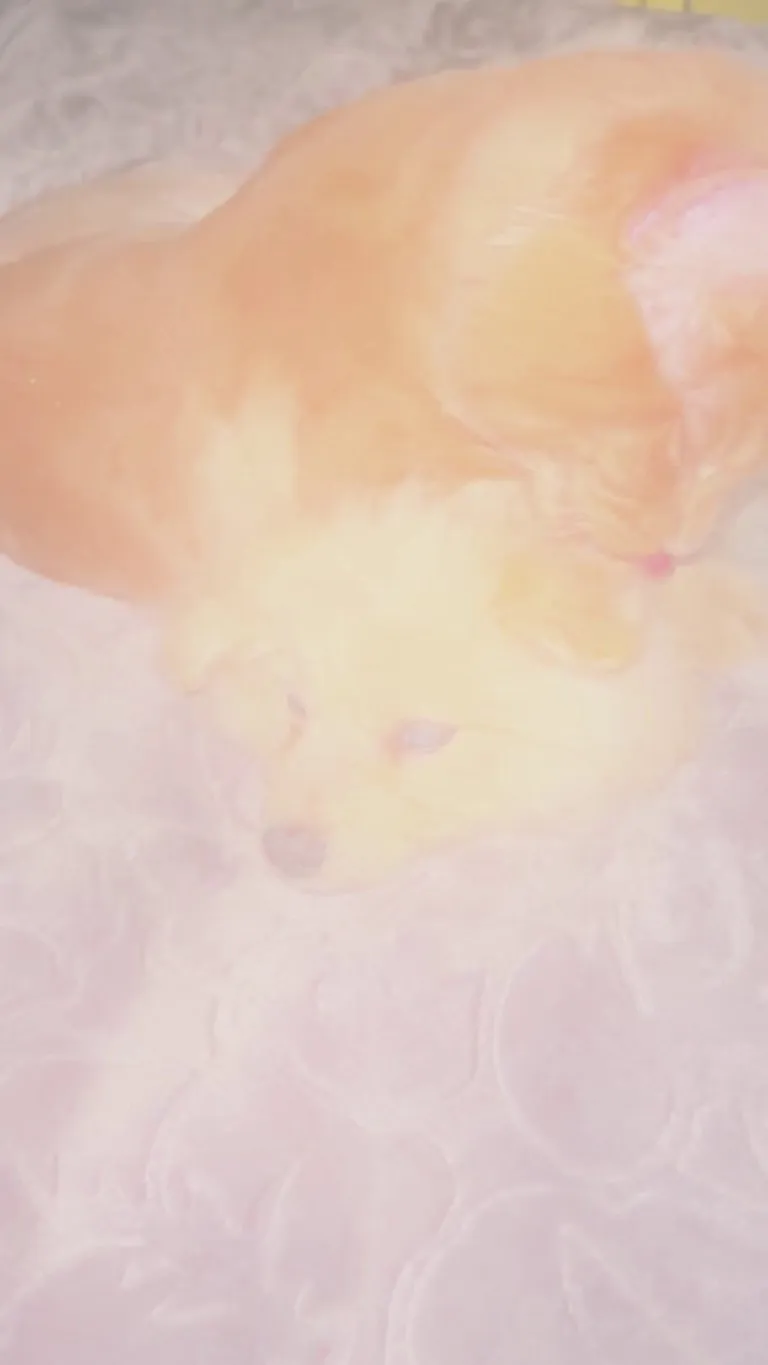 Follow-up to my “I got my cat a puppy” post ❤️