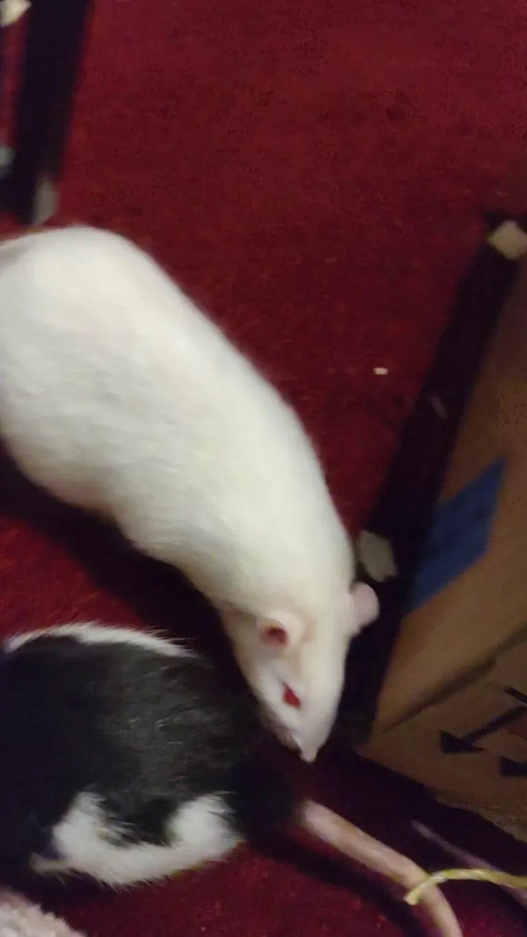 I present to you: My R.O.U.S