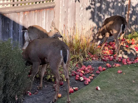 Got five yard deer eating apples today. New buck from last time