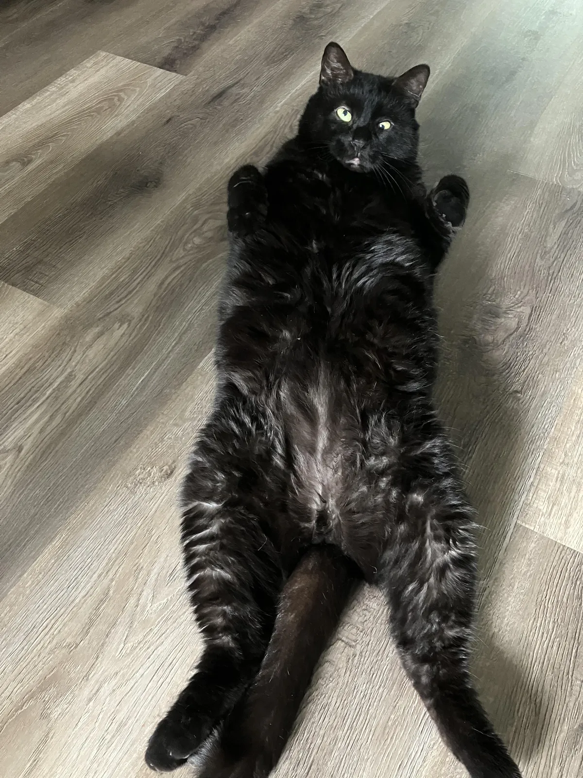 Is this a trap? Or am I actually allowed to rub his tummy? 